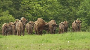 1.5K views · 97 reactions | In May 2014, Rewilding Europe released 17...