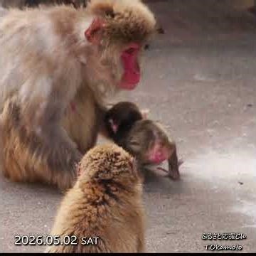 【GW-5月2日】パンチくんの後輩赤ちゃんサルが群れの中にデビューしていました。 #市川市動植物園 #がんばれパンチ