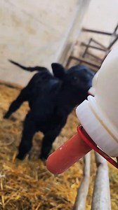 775K views · 10K reactions | Feeding a little calf that was abandoned by its mother. She will no longer be in the herd..#baby #animals #cow #calf | 1HandnFarming | Facebook