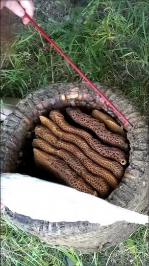 Barefoot Honey Harvest In A Traditional Skep Beekeeping Apiary #bees #skepbeekeeping