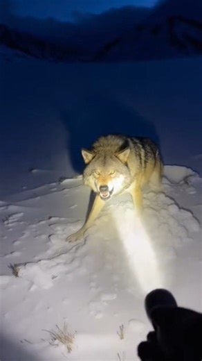 Trapped Wolf’s Fury (POV) #shorts