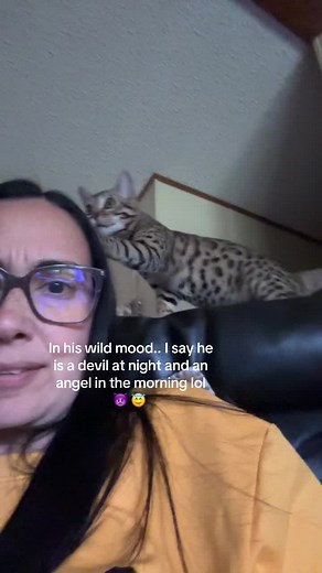 Ohhhh Nitro!! Loving all of his shenanigans 💙 #wildcat #catsoftiktok #catlover #bengalcat #bengalkitten #kittensoftiktok #funnycat #shenanigans #fyp #fypシ