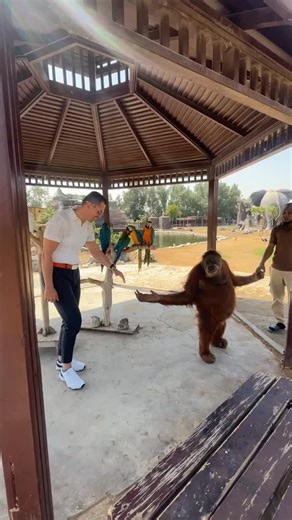 My Meeting with Her 🦧 She was a female orangutan calm, observant, and surprisingly generous. At one moment, she shared her food with me. Not randomly, but as if it was a conscious decision. That gesture said more than words ever could. She seemed amused by my fresh shave, touching my face with curiosity, studying the change in texture. There was intelligence in her eyes deliberate, aware. And just when our quiet moment was unfolding, a talkative parrot joined us. Seeing that we were clearly enj