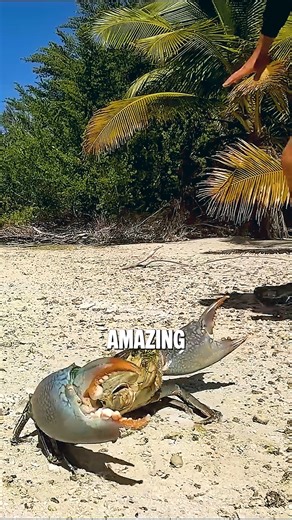 Crabs That Sacrifice Limbs to Survive! Crabs escape danger by shedding limbs—and they can grow them back! Nature’s genius. #NatureIsWild #CrabFacts #SurvivalSkills #AnimalKingdom #MindBlowingNature | SQ Unique Animals
