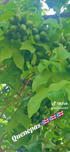 Discover the Unique Taste of Quenepas in Puerto Rico