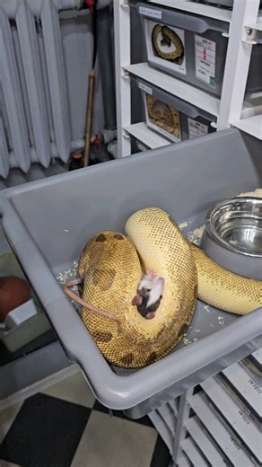 Pastel super enchi yb clown female feeding 💀💀💀 #royalpythons #ballpythonlove #beardeddragon #reptilebreeder #snek #morph #leopardgecko #petsnake #herpetology #animal #morphs #cornsnake #snakelove #reptilelove #livingart #ballpythonofinstagram #snakelovers #reptilesofinsta #serpent #ballpythonsnake #nature #ballpythonlover #babyballpython #snakesofinsta #crestedgecko #ballpythonmorphsofinstagram | Xclusive ball pythons