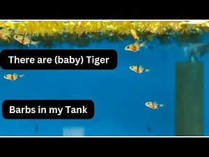 Breeding and Raising the Common Tiger Barb