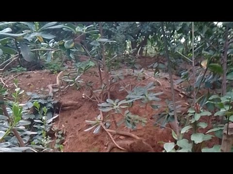 Wild Life Squirrels birds corvish 🐿️🐦‍⬛🐦 please like and subcribe, enjoy it ❤️❤️❤️