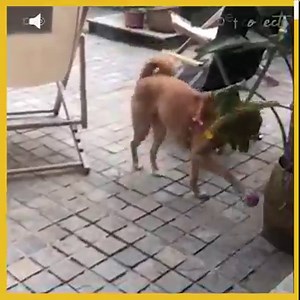 This doggo is getting ready for the dog soccer tournament! | The Pet Collective