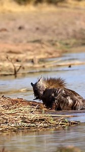 480K views · 1.6K reactions | Brown hyenas fighting. | Nature animal life | Facebook