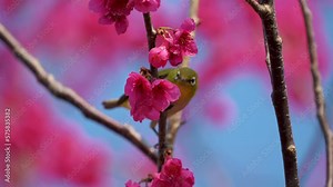 Spring concept: A Japanese white-eye bird in cherry blossoms