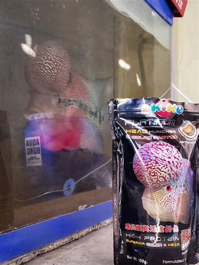 Palakihin ang Flowerhorn head (kok) ng alaga mong isda gamit ang Okiko Platinum Flowerhorn Head Huncher Fish Food. May Astaxanthin at High Protein formula para sa mas matingkad na kulay, mas malusog na katawan, at mas malaking kok. Perfect para sa Flowerhorn fish breeders at aquarium hobbyists. Available in M, L, XL pellets para sa iba't ibang size ng isda. flowerhorn fish food okiko platinum flowerhorn food flowerhorn head enhancer pellets flowerhorn kok enhancer food astaxanthin fish food flow