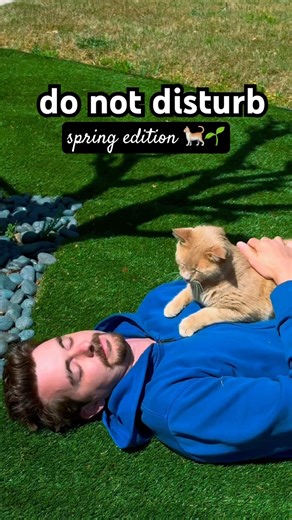 do not disturb: spring edition 🐈🌱 #peaceful #orangecat #silly #spring