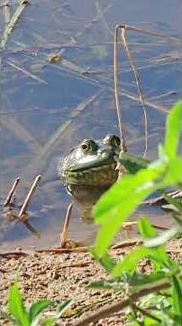 This Bullfrog Is The Boss Of The Pond!