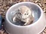 Baby owl has lots of FUN playing in a bath