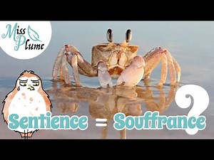 Sentience et souffrance animale : la loi évolue ? - Miss Plume