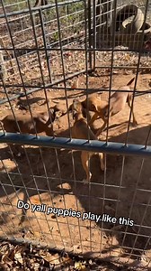 Puppies playing tug of war early 😶‍🌫️😶‍🌫️ I think they ready to go hunting !! #apbt #puppies #tugofwar #pitbull #fyp #dogkennel #dogslife #workingdog #huntingdogs #apbt | Jesus King McCoy