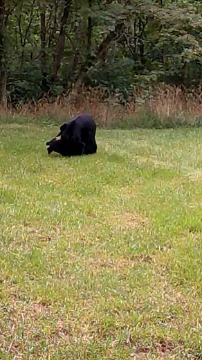 54K views · 1.2K reactions |  Playtime! These two bears were spotted wrestling while mom was away!  #bear #cubs #wrestling #playing #playtime #wildlife #virginia #reelsfb | WNEMTV5news | Facebook
