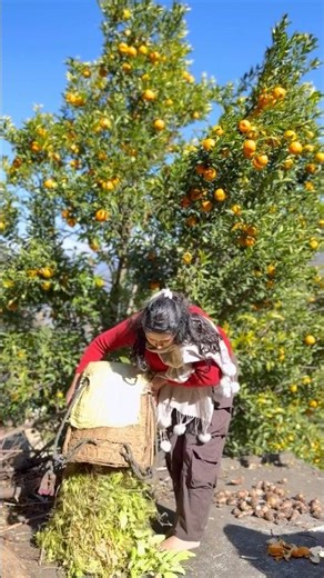 Pahado ka pure and organic swaad #mountains #farming #uttarakhand