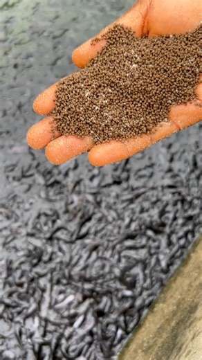Salt, in the right amount, helps reduce external parasites, supports digestion, and calms the fish during stressful periods like after handling or sorting.It’s also a natural way to keep minor bacterial issues in check and improve feed acceptance, especially when the fish seem a little off. #catfishing #urbanfarming #agriculture #livestockfarming #agribusiness #hatching #catfish #reelsviralシ #farmvisit #farmersmarket #salt. | Mirajfoodsand_fishery
