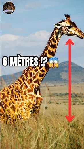 The Giraffe: the tallest animal in the world! 🦒😱