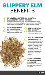 Ulmus rubra - Alchetron, The Free Social Encyclopedia