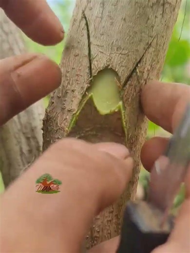 The Masterful Art of Tree Grafting: Step-by-Step Chip Budding