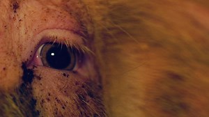 576 reactions · 151 shares | Have you seen this on TV? We need your help to shine a light on the 'invisible' animals in factory farms. Will you help people see her? | Animals Australia | Facebook