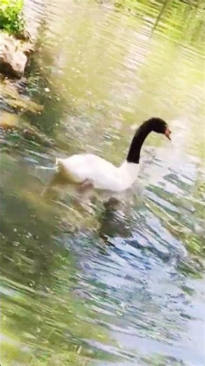 Beautiful Black-Necked Swan #swan #wildlife #ytshorts #shorts