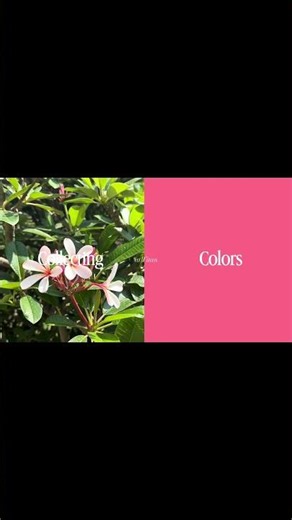 The Walk That Turned Into a Colour Hunt 👀 | Titan Company Ltd.