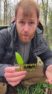 Le délicieux ail des ours est là, c'est parti pour la cueillette 🤩 Attention à ne pas le confondre avec certaines plantes toxiques et même mortelles ☠️ comme le muguet par exemple ! 💐 Offre flash du Printemps, profitez de la Formation du Cueilleur à -50% 🤩👉🏼 https://bit.ly/3J0AI0h | Le Chemin de la Nature