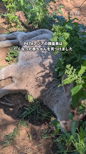 これは例外ではなく、ウール産業の実態です 🐑💔