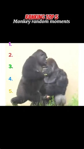 Welcome animal lovers, it's time for top 5 monkey random moments! #animalshorts #monkey #animals