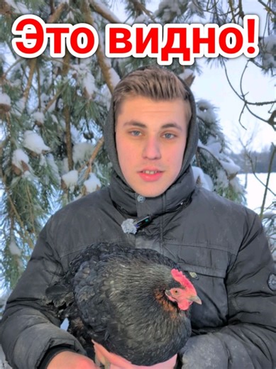 Почему клювы Кур и Уток так сильно отличаются? 🤔 #деревня #утка #курица #птицы #рассказ Warum haben Hühner und Enten verschiedene Schnabel?