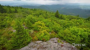 Explore how climate change will impact Grandfather Mountain, an endangered woodpecker and a surprising coastal home for sharks. | PBS North Carolina