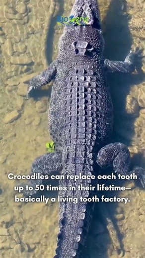 Crocodiles Never Run Out of Teeth 😨 | Creepy Animal Fact #facts #creepy #crocodile #science