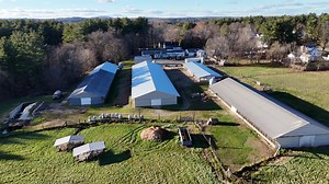 Thanksgiving is busy season for this family turkey farm in Massachusetts