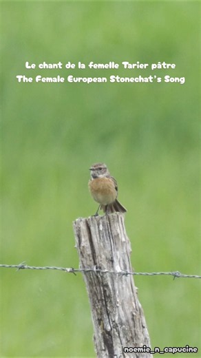 Le chant de la femelle Tarier pâtre / The Female European Stonechat’s Song