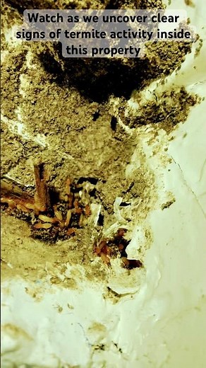 Watch as we uncover clear signs of termite activity inside this property