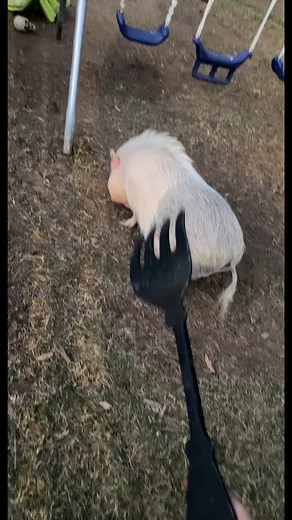 Adorable Penny Pig ASMR Compilation