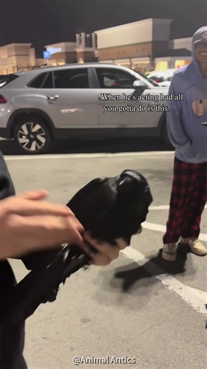 Funny crow behavior #funny #trending #bird #animals | crow