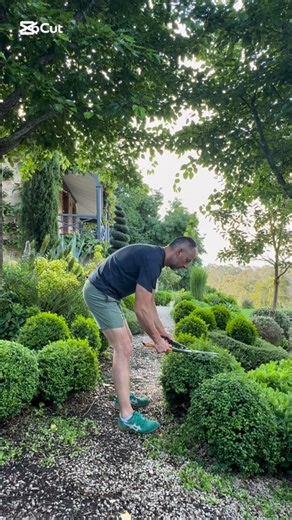 Brenton Roberts on Instagram: "Late spring is a good time to give the English box balls a trim. They’ve had some early growth and it’s not yet too hot. A quick tidy now keeps them tight, and nicely shaped right through summer. #raybrodiecottage #topiary #gardening #home #garten #jardín"