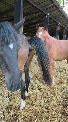 Horse farting and pooping