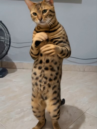 Tutorial: Cómo Hacer el Meme del Gato Bailando (Treme o Bum Bum)