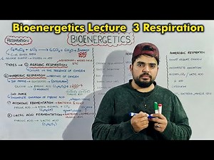 Class 9th chapter 7 Bioenergetics: Cellular Respiration