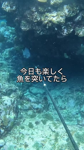 魚と鮫と僕 食物連鎖の頂点は誰だ⁉︎ #魚突き #素潜り #スピアフィッシング #フリーダイビング #サメ #シャーク #シャークアタック #spearfishing #freediving #shark #sharkattak