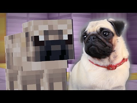 PUGS PLAY MINECRAFT