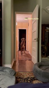 3.2K views · 6.8K reactions | Bed time with a Great Dane is very detrimental to your vitality.  ☠️ #Greatdane #danesofinstagram #dogs #dogsofinstagram #pets #petsofinstagram #gr8danearchie #dogmom #danemom #greatdaneproblem #greatdanelife #dogdaily #dogvideos #funnydogvideos #dogreels #giantdoglife #giantdogproblems #miamibeach #miami #beachlife #deutschedogge | Archie the Great Dane | Facebook