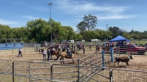 5.3K views · 129 reactions | FIRST NSW AG SHOW OF THE YEAR Hundreds of locals have shown up to support the Eurobodalla Show this weekend despite the sweltering heat. It’s the first agricultural show to go ahead in NSW this year, with many cancelling due to COVID-19 restrictions. : kids horse comp | ABC South East NSW | Facebook