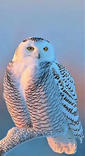 Snowy Owl at Winter Dawn #SnowyOwl #WildlifeVideo #NatureDiscovery #WinterWildlife